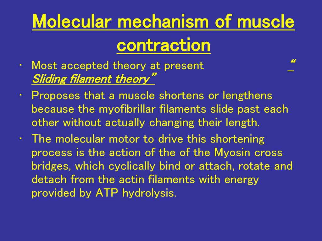 Molecular mechanism of muscle contraction - ppt download