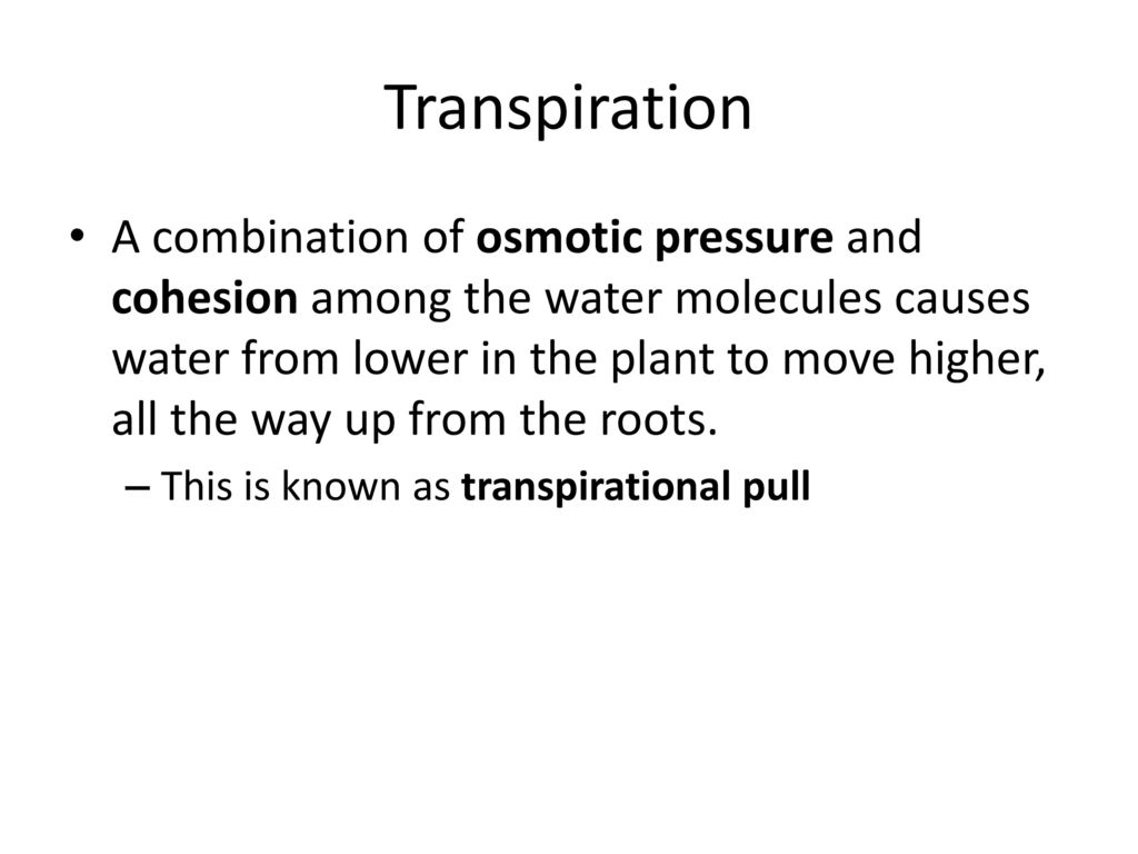 Roots stems and leaves part ppt download