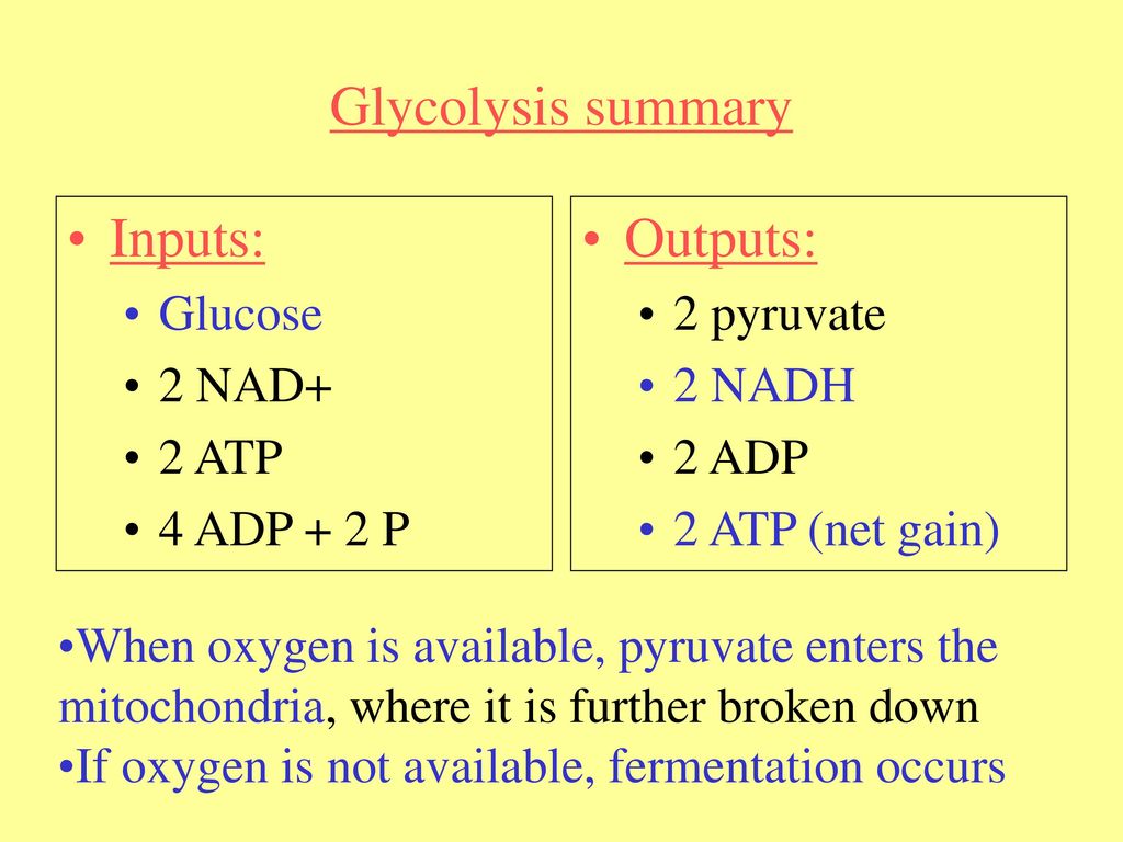 Chapters 3 and 9 enzymes and cellular respiration ppt download