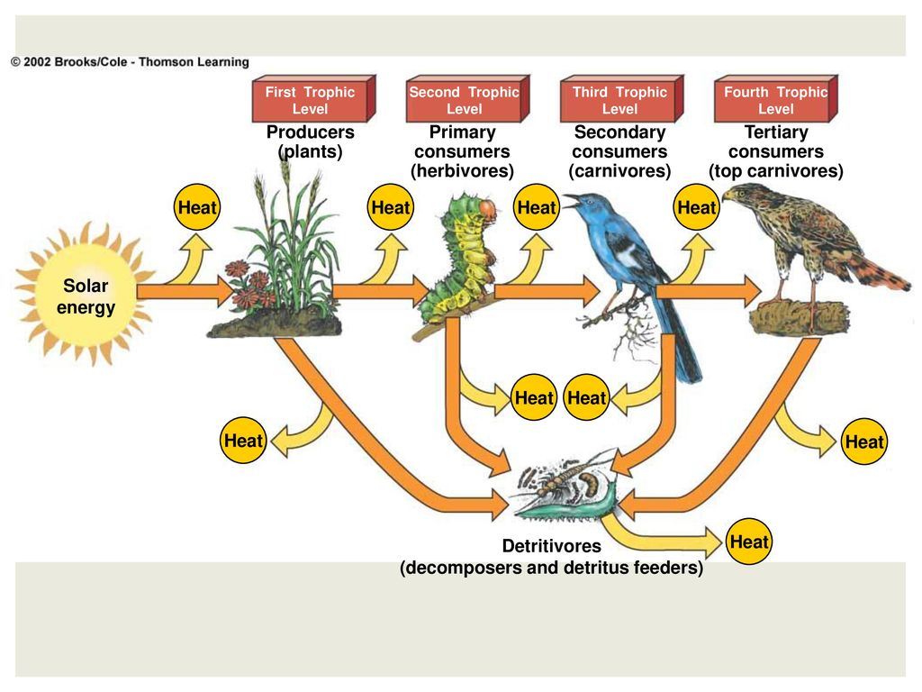 The Living World Ecosystems Ppt Download