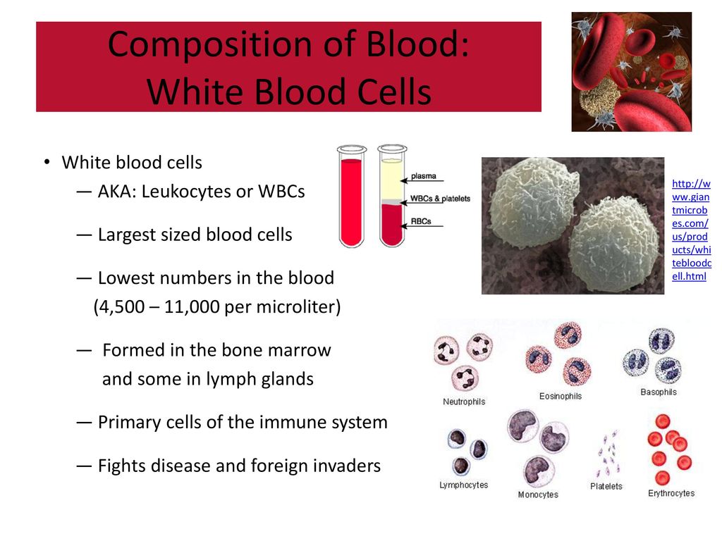 Тест клетки крови. Blood Composition. The function of White Blood Cells. White Blood Cells. White Cells leukocytes.