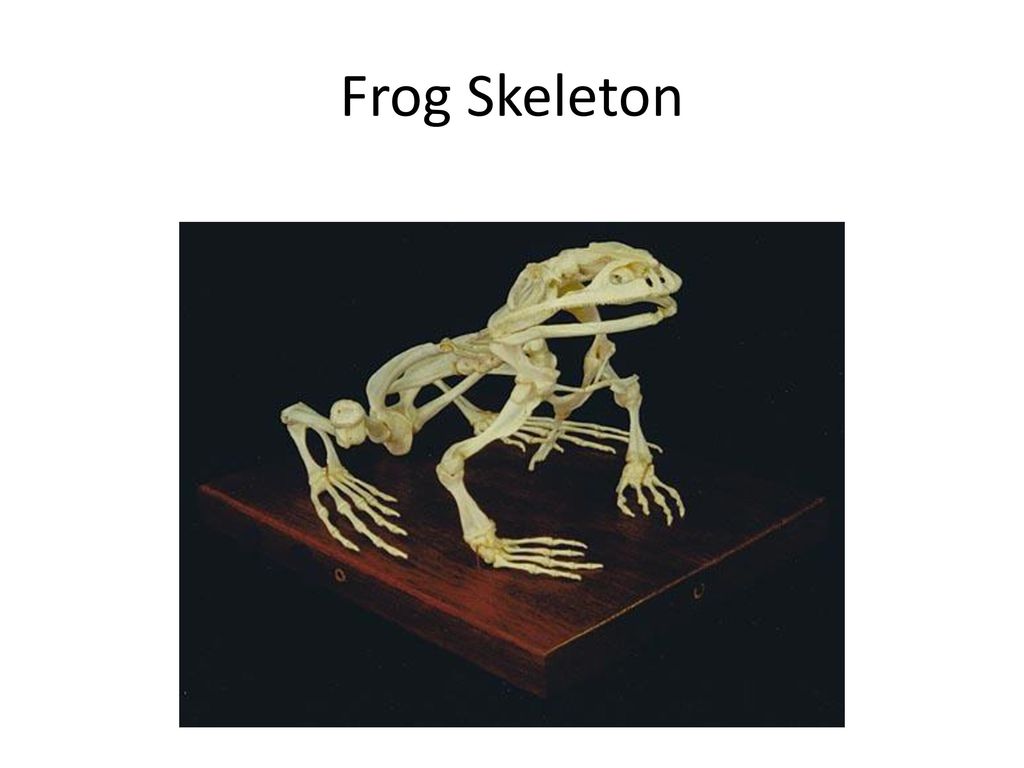 Amphibians 7th Grade Life science. - ppt download