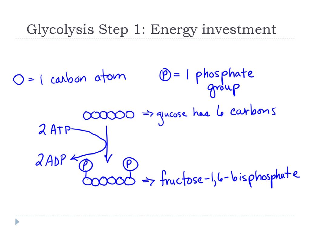 Breaking Down Food To Release Energy - Ppt Download