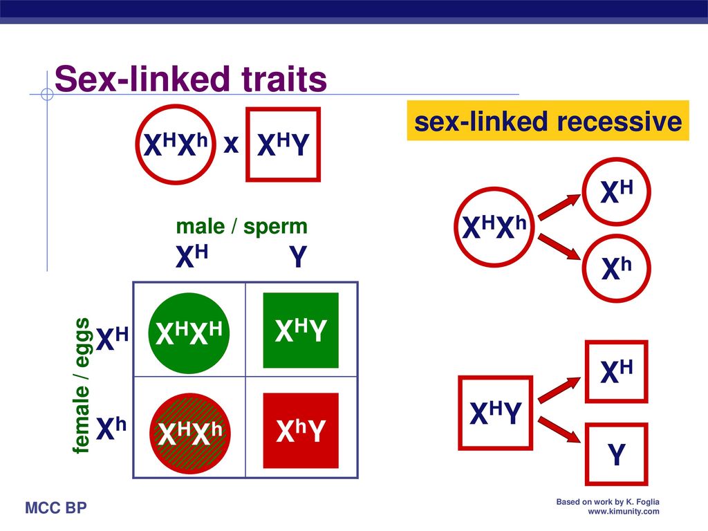 Sex-linked traits XHXh XHY Hh x HH XHXh XH Xh XH Y XHXH XHXH XHY XHY