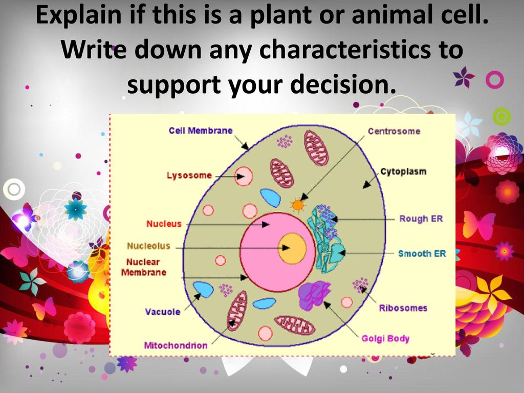 ANIMAL CELL VS PLANT CELL - ppt download