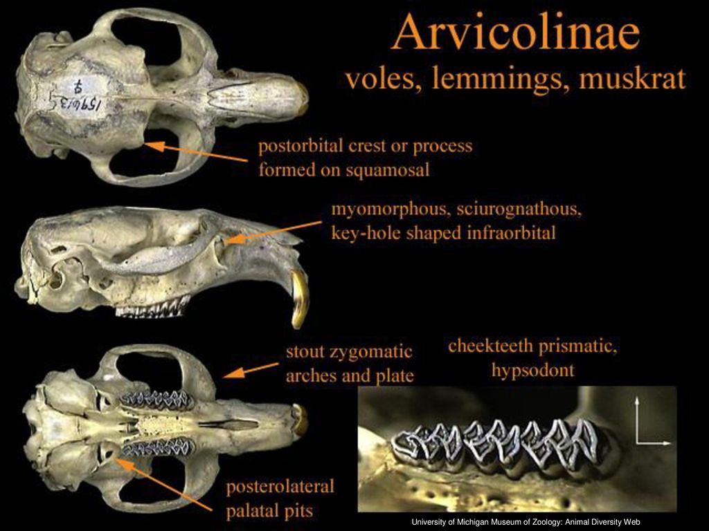 University of Michigan Museum of Zoology: Animal Diversity Web - ppt download University of Michigan Museum of Zoology: Animal Diversity Web - ppt download