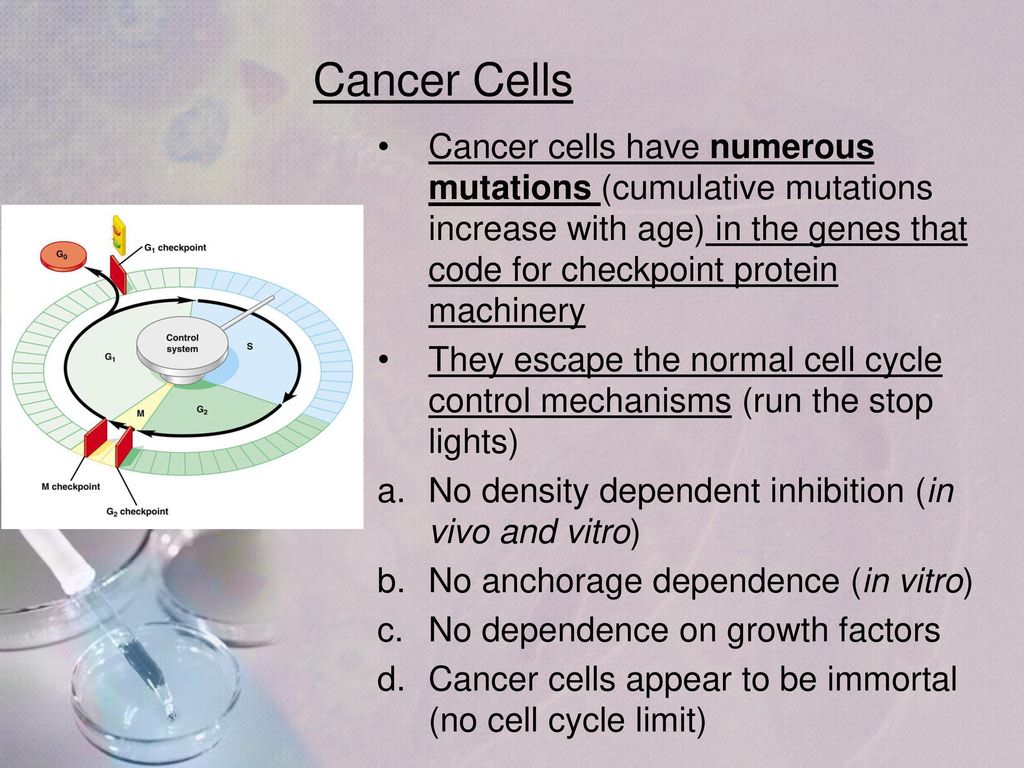 Regulating the Cell Cycle & Cancer Biology Diagrams