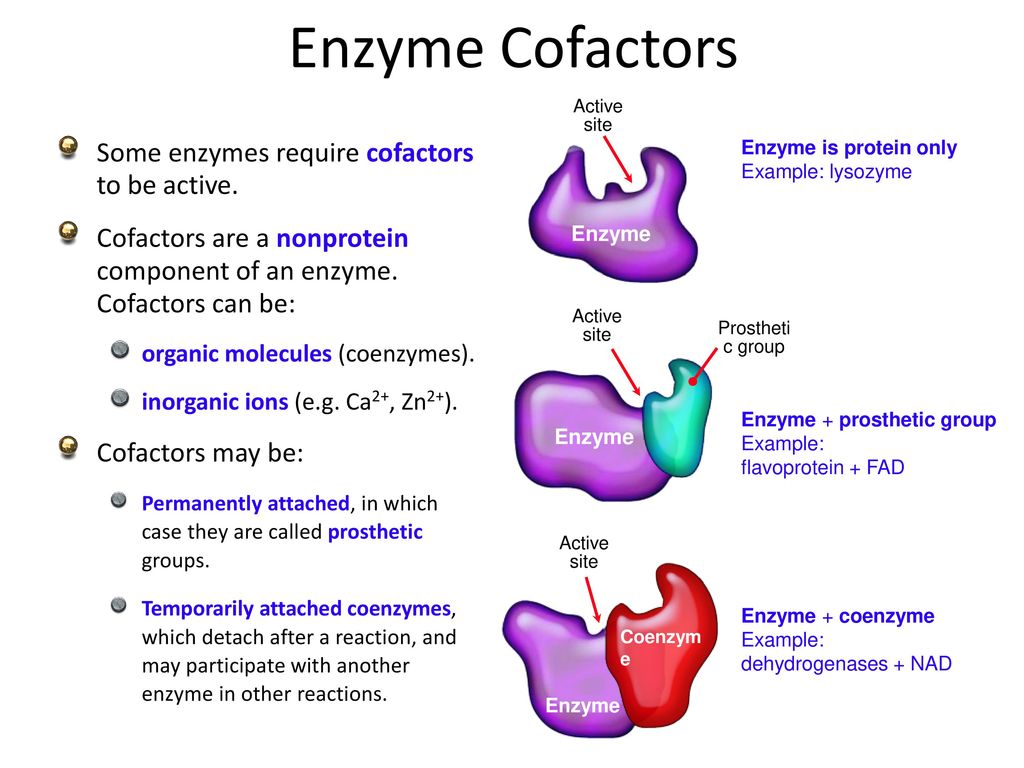 Enzyme Cofactors Some enzymes require cofactors to be active ...