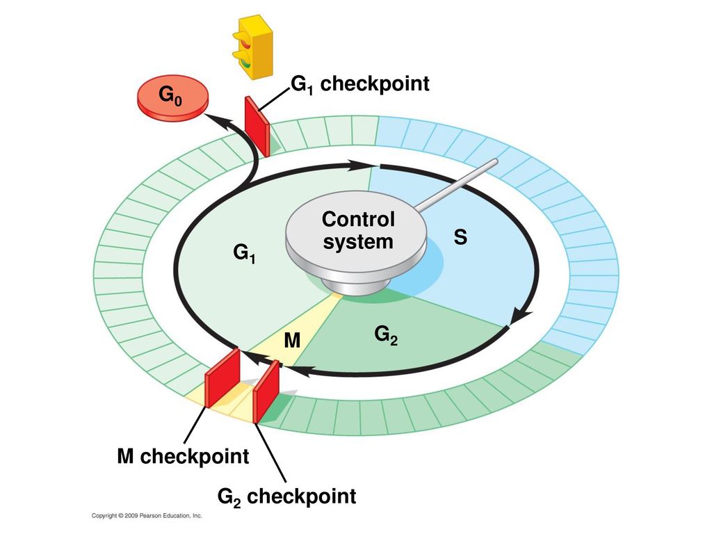 Chapter 8 Connections between cell division and reproduction Biology Diagrams