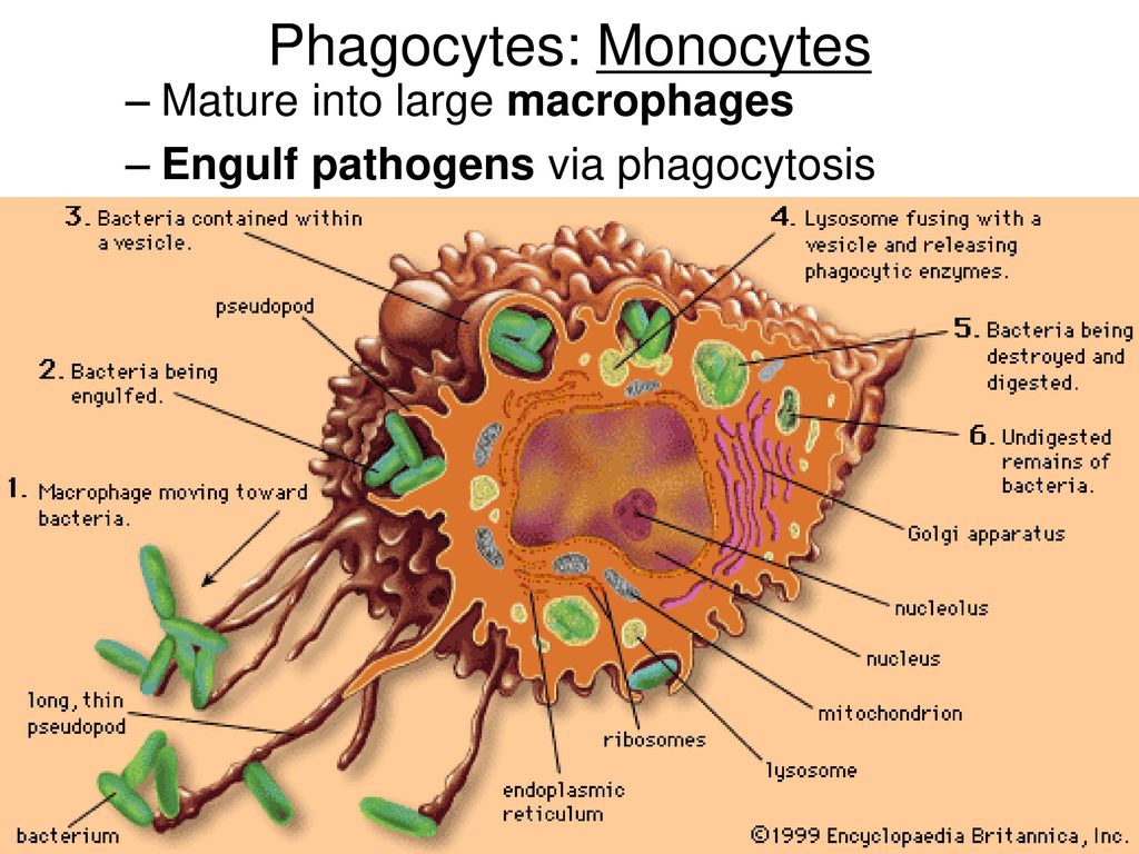 Макрофаги 1 3. Макрофаги гистология. Макрофаг рисунок гистология. Клетка Макрофаг строение. Макрофаги структура.