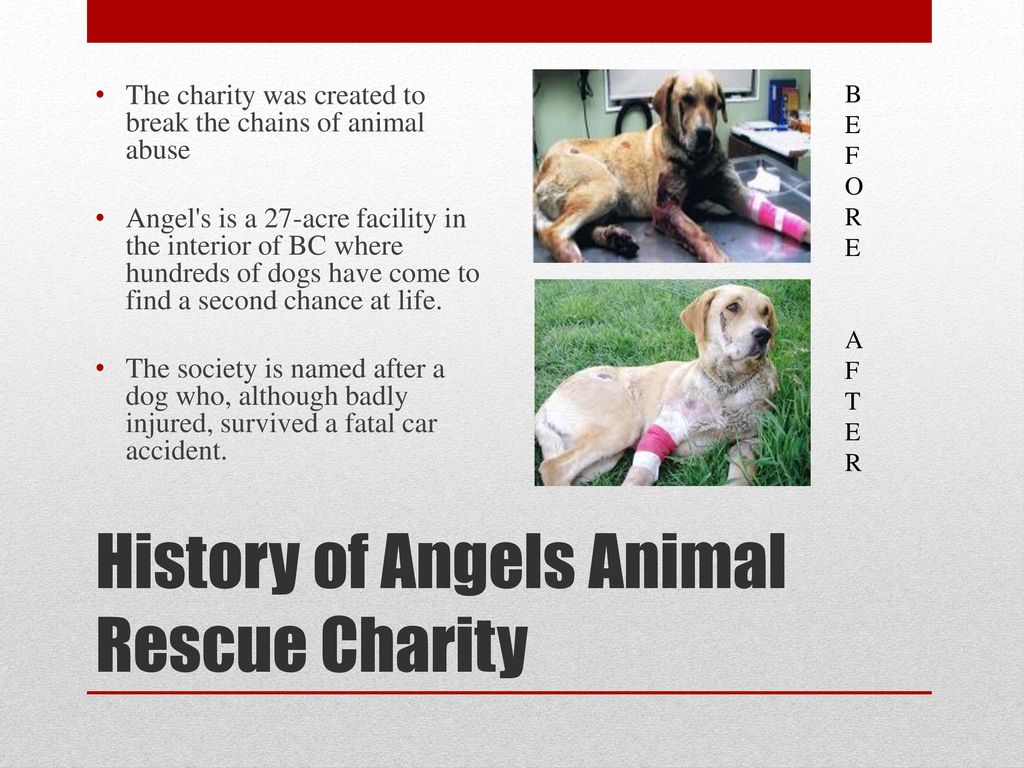 Angel's Animal Rescue Society - ppt download
