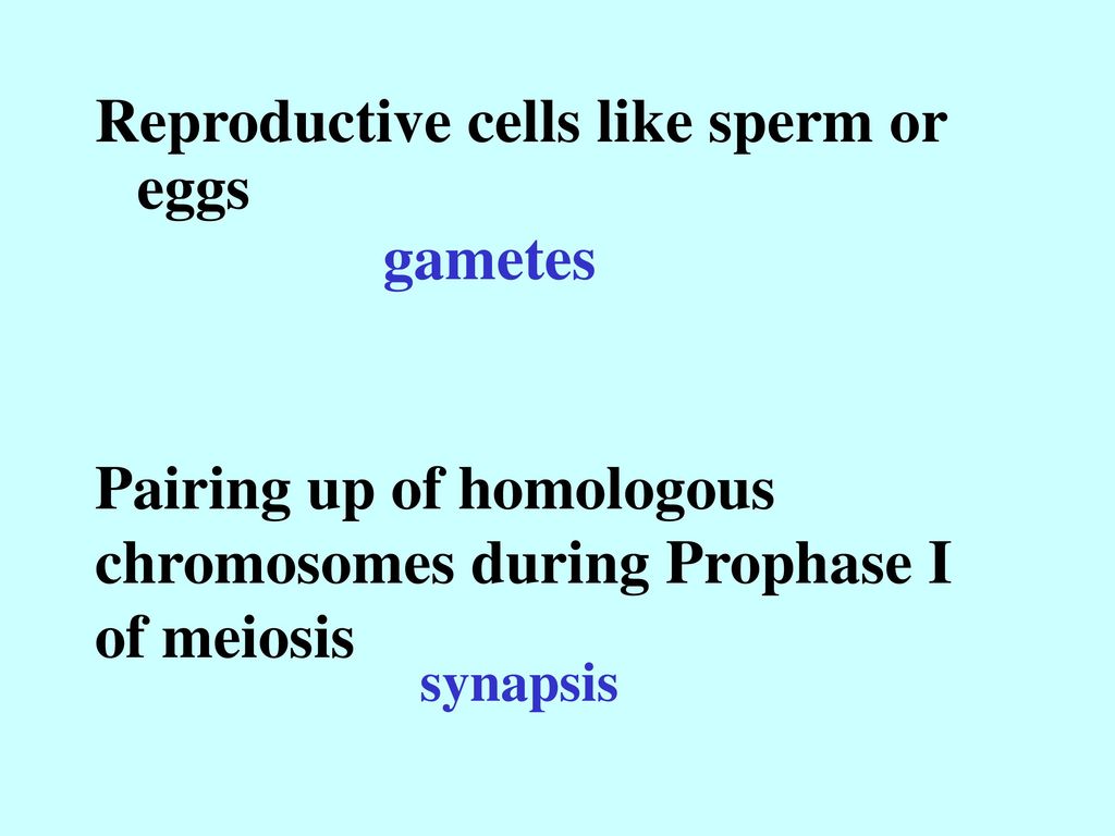 Reproductive cells like sperm or eggs