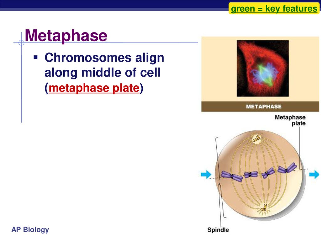 Mitosis EQ: What is the result of cell reproduction? Biology Diagrams