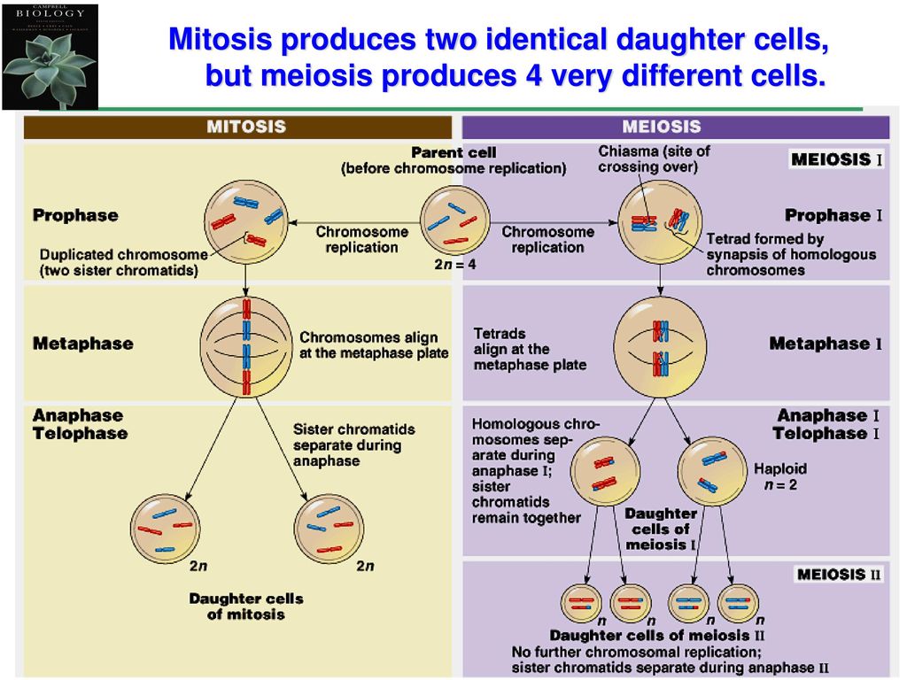 Mitosis produces two identical daughter cells, but meiosis produces 4 very different...