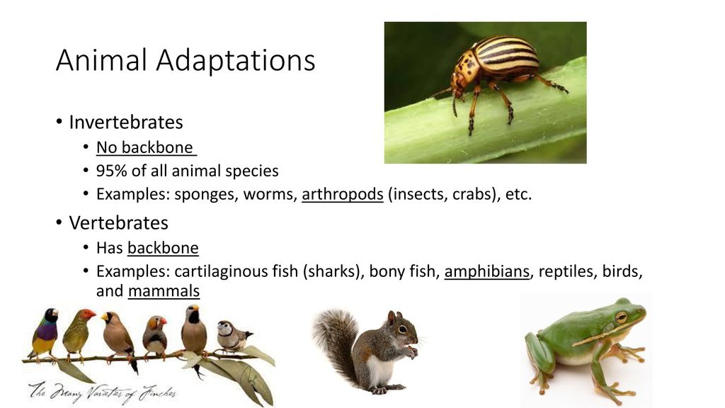 Structural Adaptations - ppt download