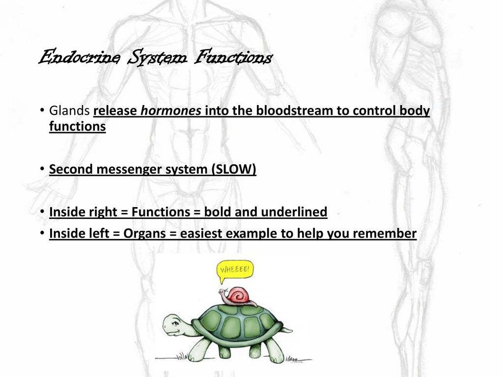Body Systems. Biology Diagrams