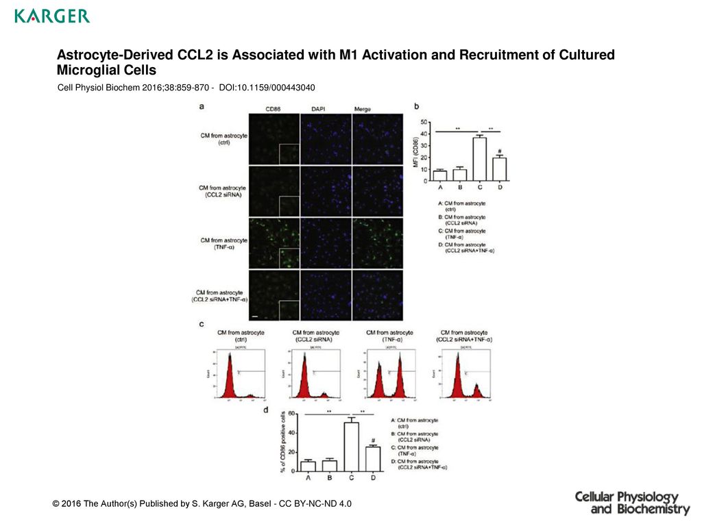 Astrocyte-Derived CCL2 is Associated with M1 Activation and Recruitment of Cultured Microglial Cells