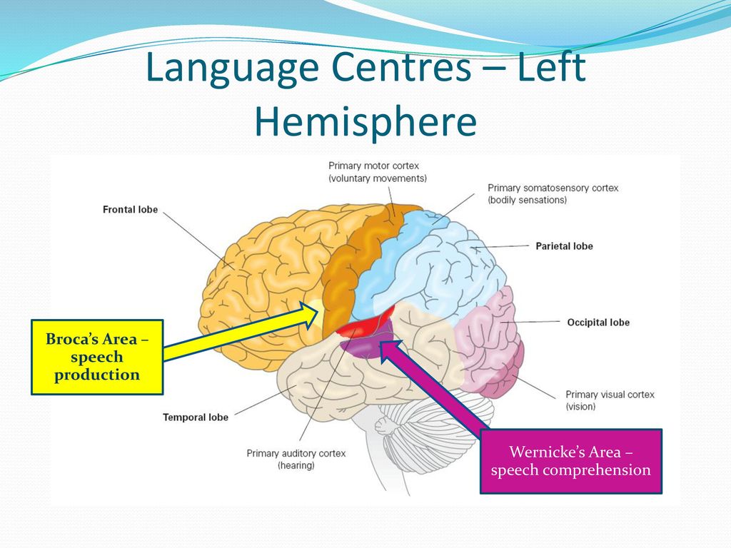 Speech brain. Язык и мозг. Wernicke's area. Left Hemisphere. Language areas in the Brain.