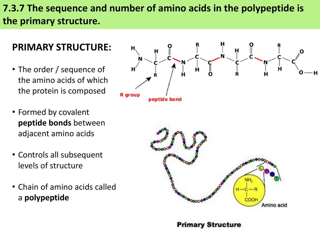 Полипептид рисунок. Amino acids structure. Полипептид. Amino acid sequence. Amino acid sequence Table.