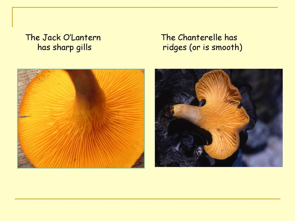 Presented By Maxine Stone Ppt Download