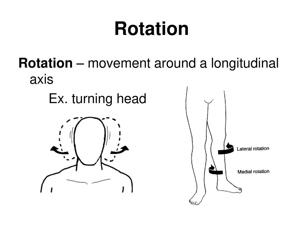 Muscle Movements Ppt Download