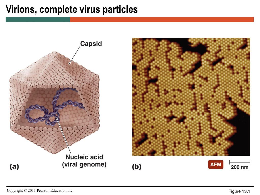 Complete virus. Вироид латентной мозаики персика. Virions. Генерал вирус. Virus info сайт это.