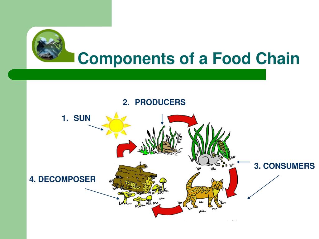 Food Chains Decomposers. - ppt download