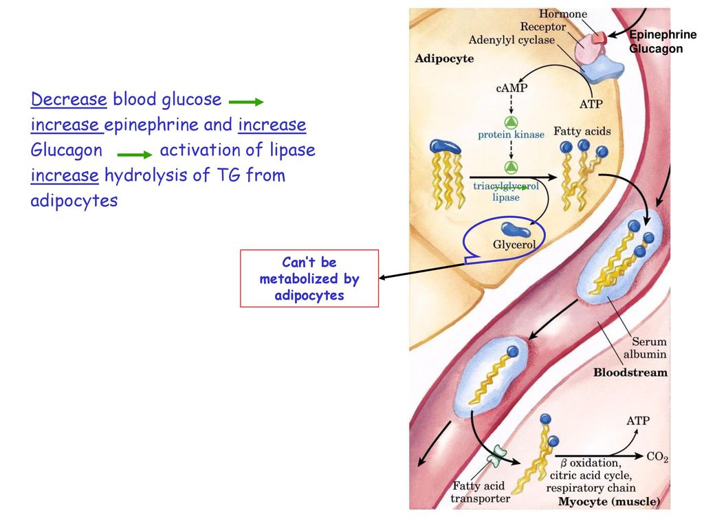 Pdf Effect Of Sex On Glucose Handling By Adipocytes Isolated