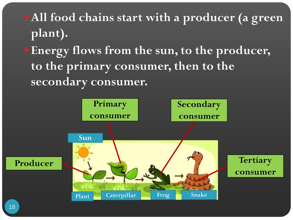 T1T4 FOOD CHAINS. Biology Diagrams