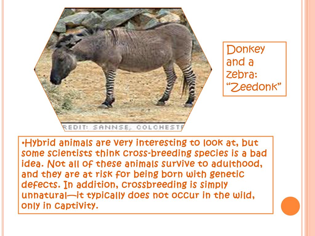 Hybrid Animals Zebra and a horse: Zorse. - ppt download