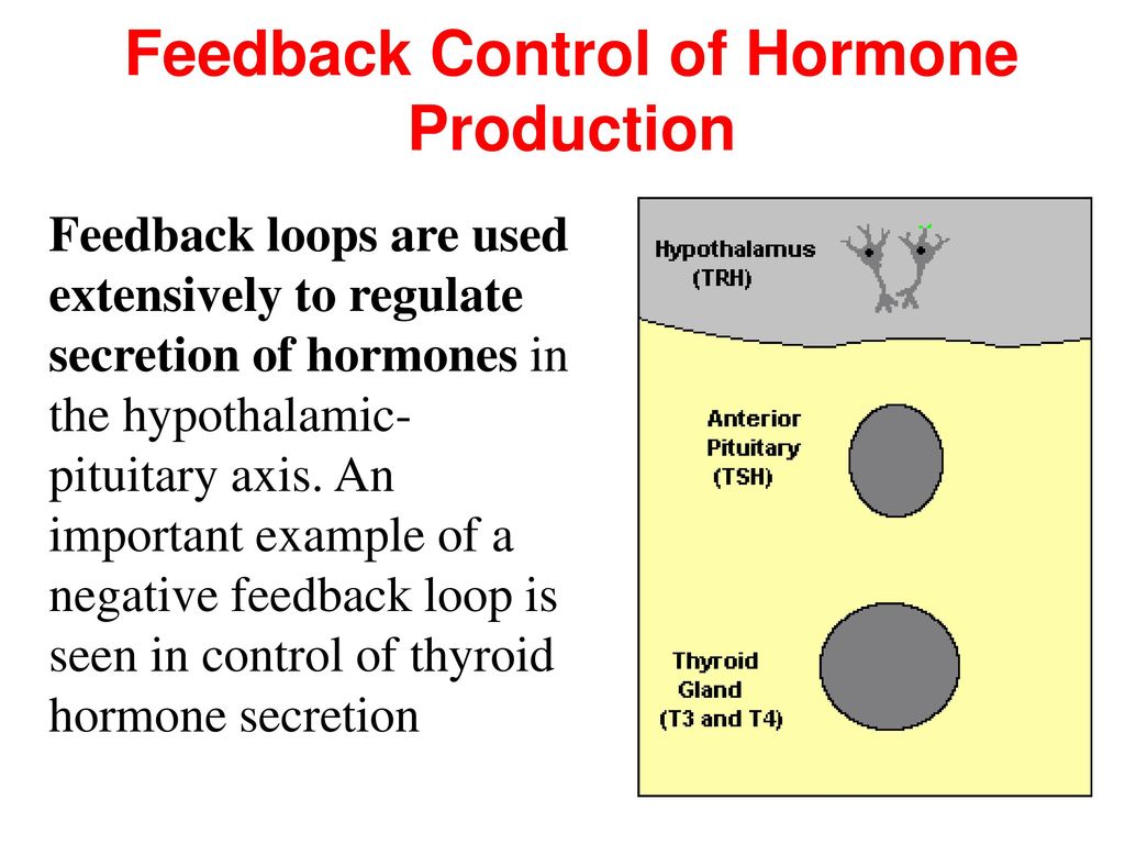 Dale Buchanan Hales, PhD Department of Physiology & Biophysics Biology Diagrams