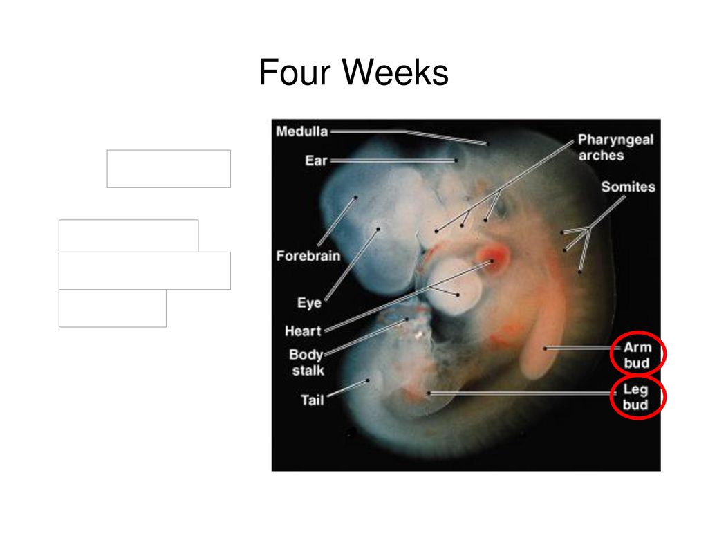 Embryology at a glance watch this then this embryology at a glance