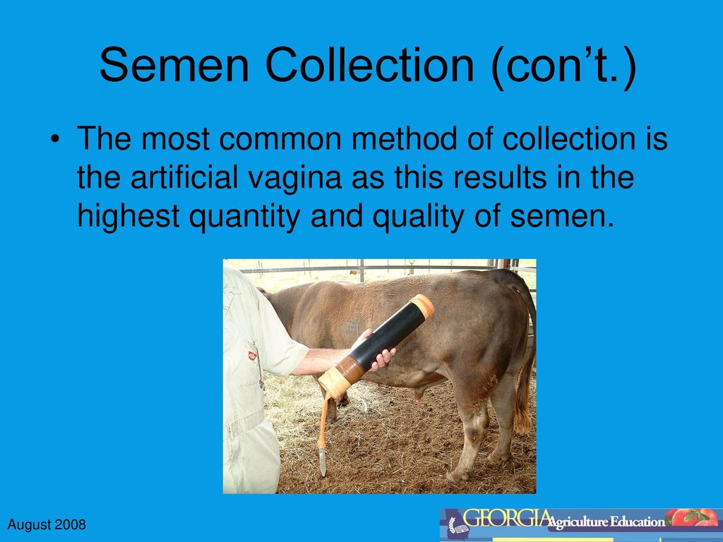Artificial Insemination in Cattle - ppt download Artificial Insemination in Cattle - ppt download