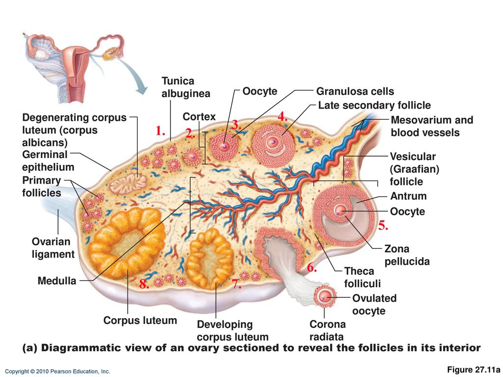 Ovulation and regulation of the menstrual cycle
