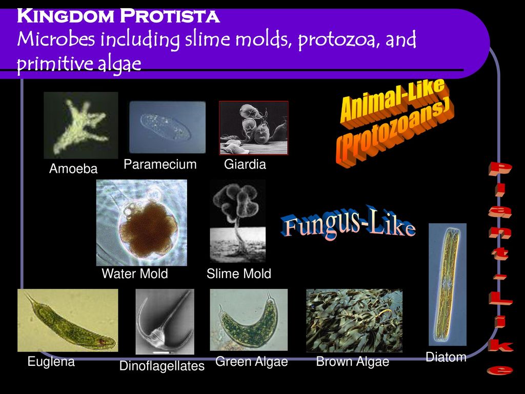 Animal-Like (Protozoans) Fungus-Like Plant-Like