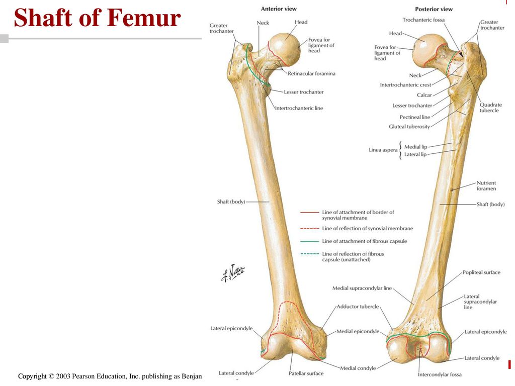 Сколько костей в бедре. Строение бедренной кости анатомия на латыни. Бедренная кость вертельная ямка. Бедренная кость конечность. Анатомия бедренной кости на латыни.