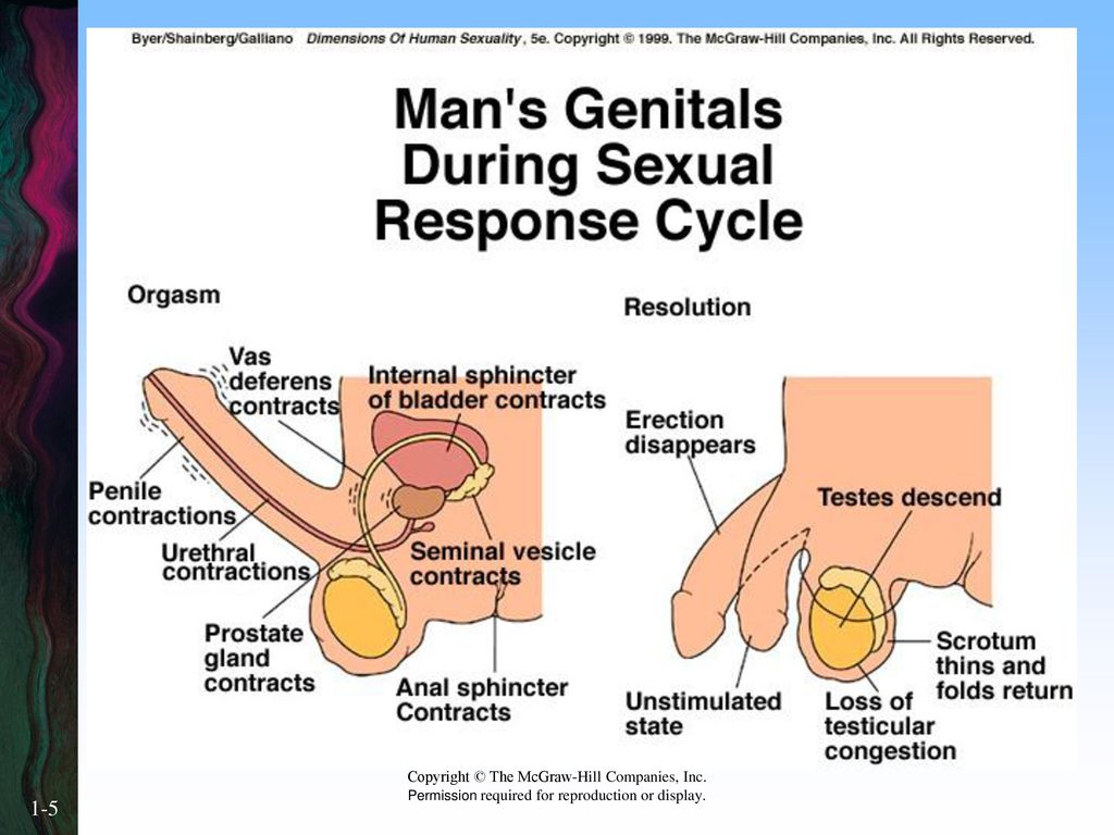 Comparing And Contrasting The Masters And Johnson Human Sexual Response Cycle