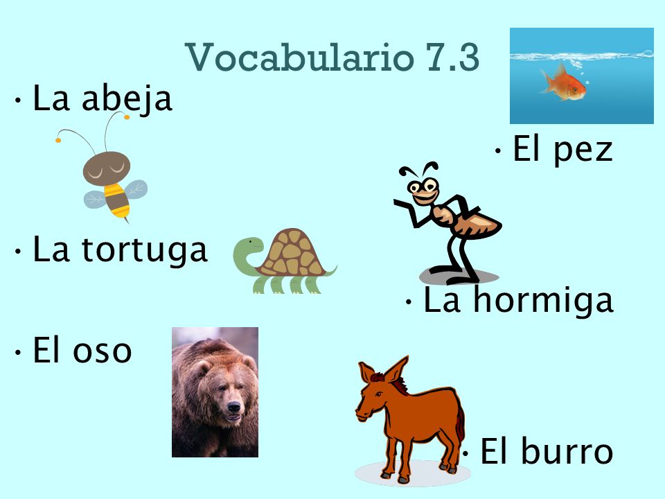 Vocabulario 7.3 La abeja El pez La tortuga La hormiga El oso El burro