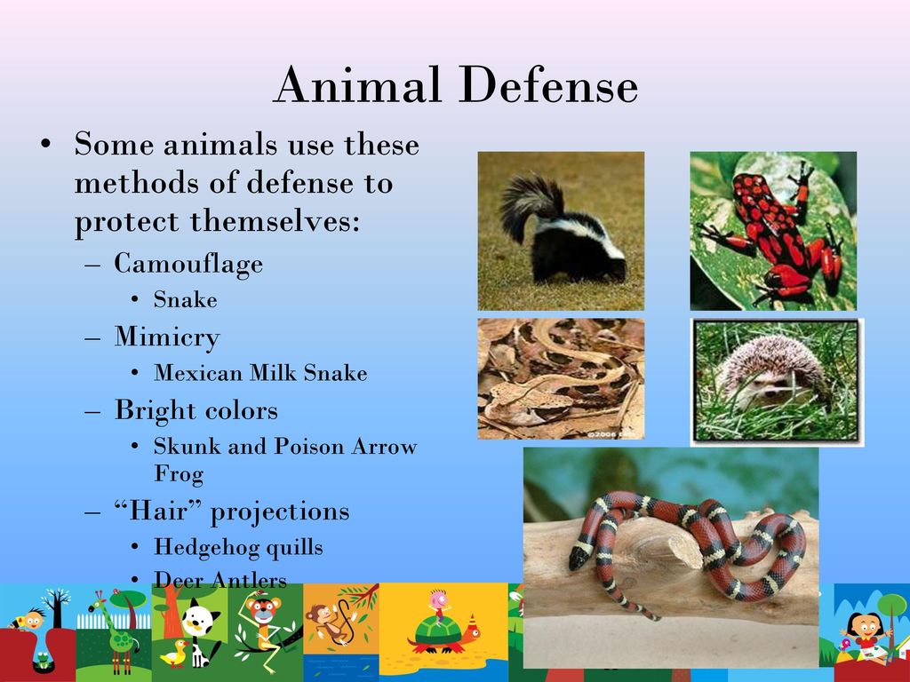 Animal Adaptations. - ppt download