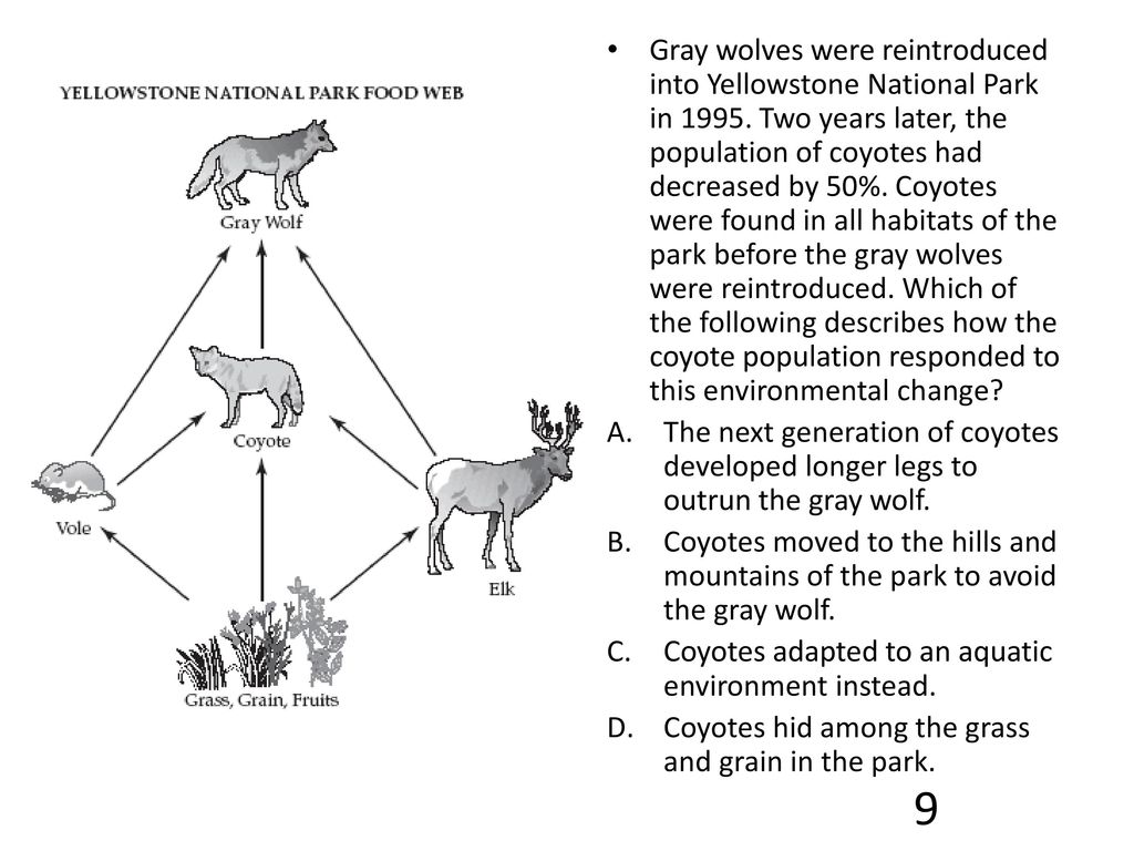 Ecosystems Food Web Review Questions Ppt Download
