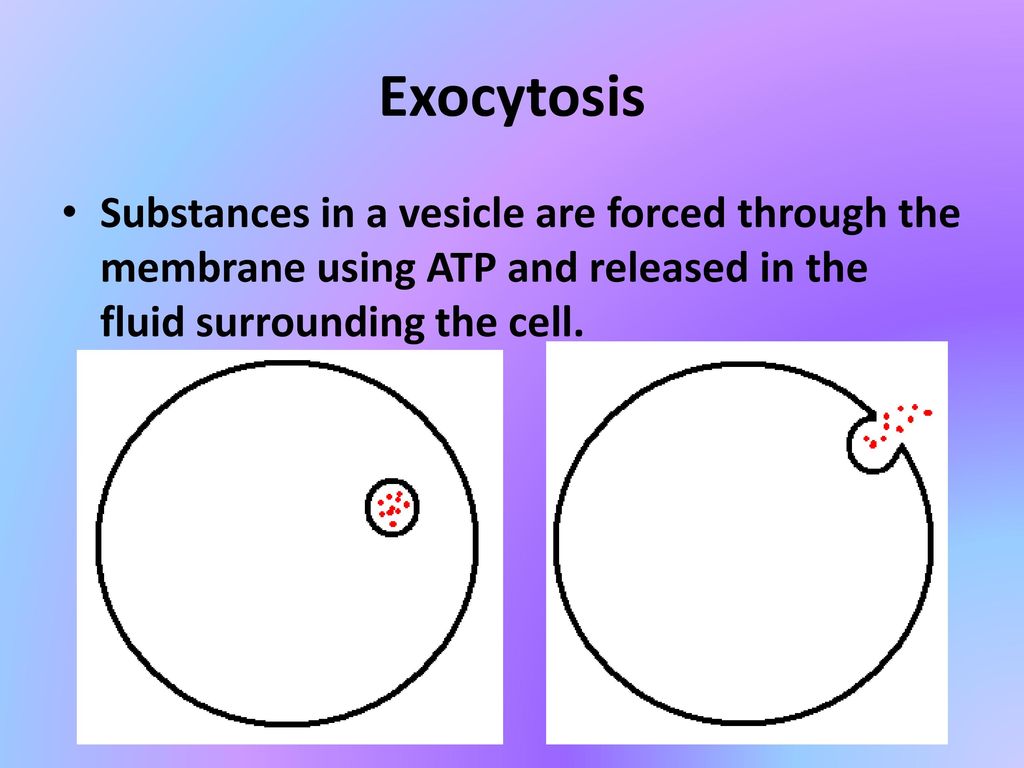 Exocytosis Substances in a vesicle are forced through the membrane using ATP and released in the fluid surrounding the cell.