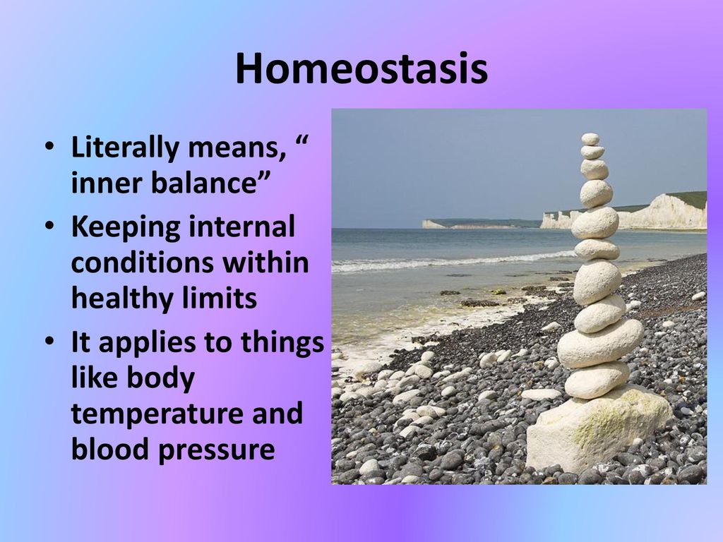 Homeostasis Literally means, inner balance