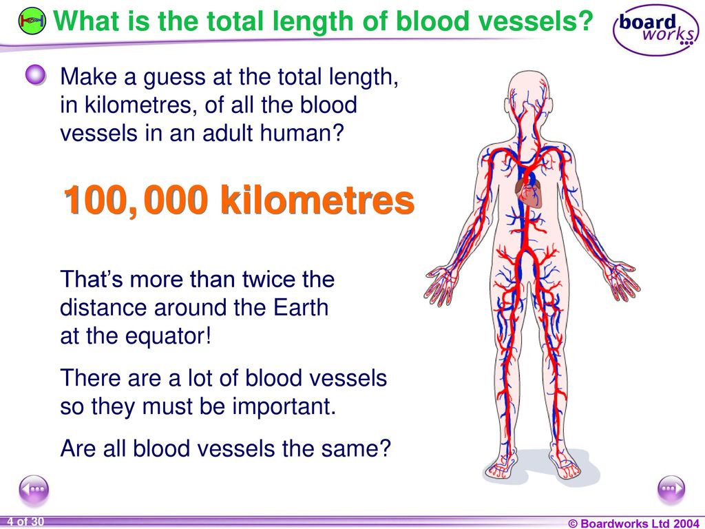 KS4 Biology Blood Vessels. - ppt download