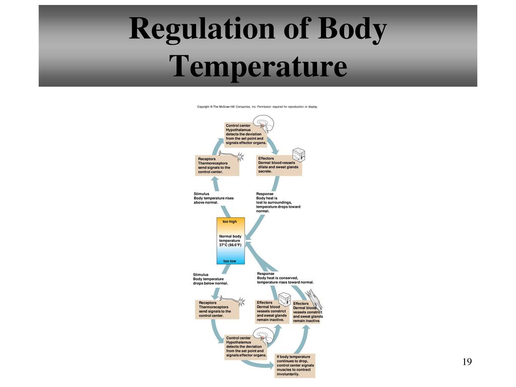 Chapter 6 Integumentary System Ppt Download chapter-6-integumentary-system-ppt-download