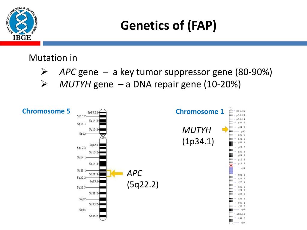 Institute of biomedical genetic engineering ibge ppt download