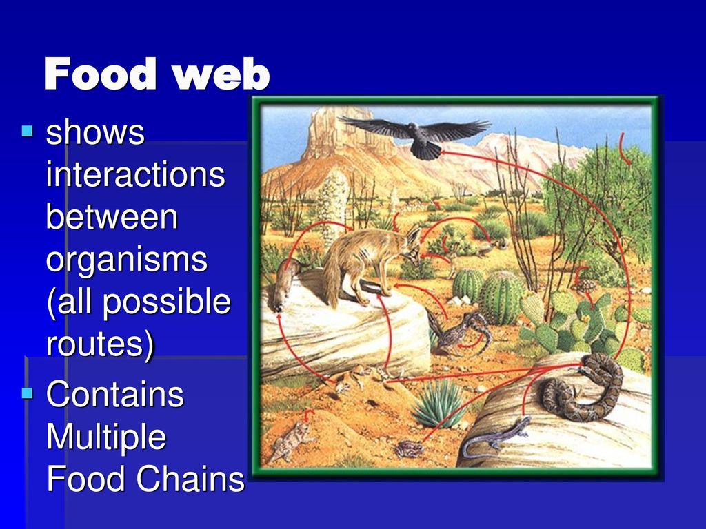Principles of Ecology Biology Diagrams