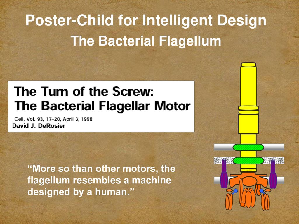 God Darwin And Design Lessons From The Dover Monkey Trial Ppt Download