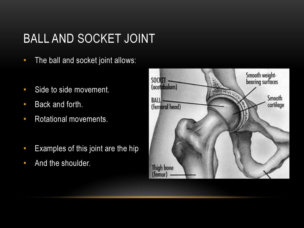 Year 3 Science Ball And Socket Joint Teaching Resources