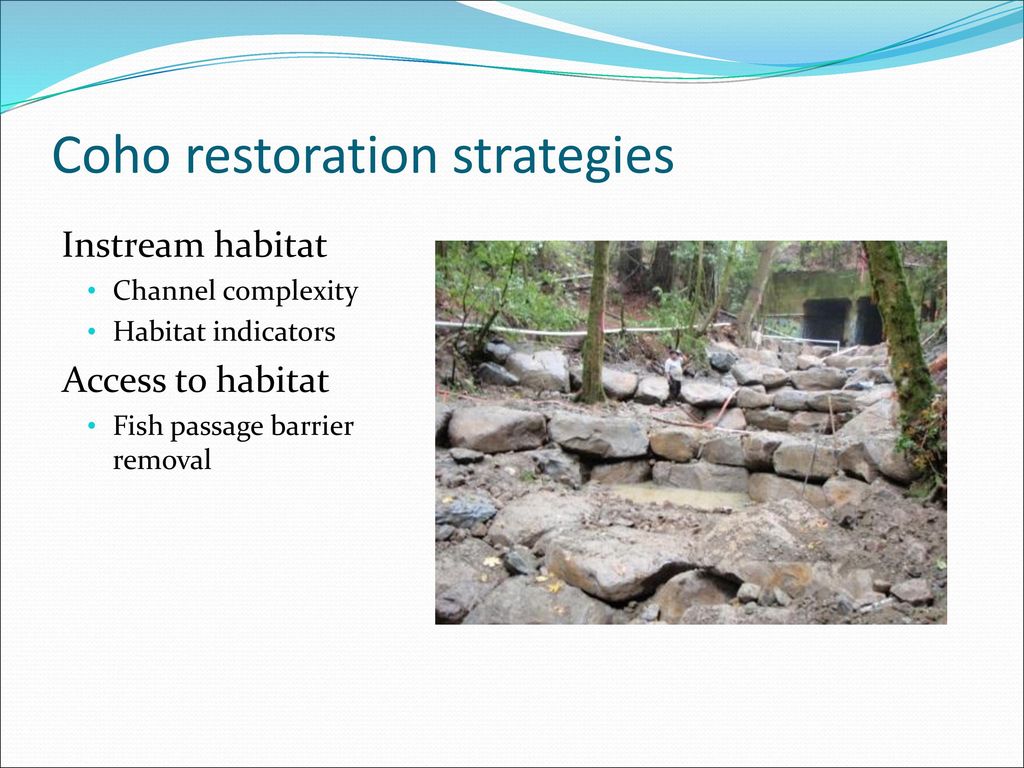 Coho restoration strategies