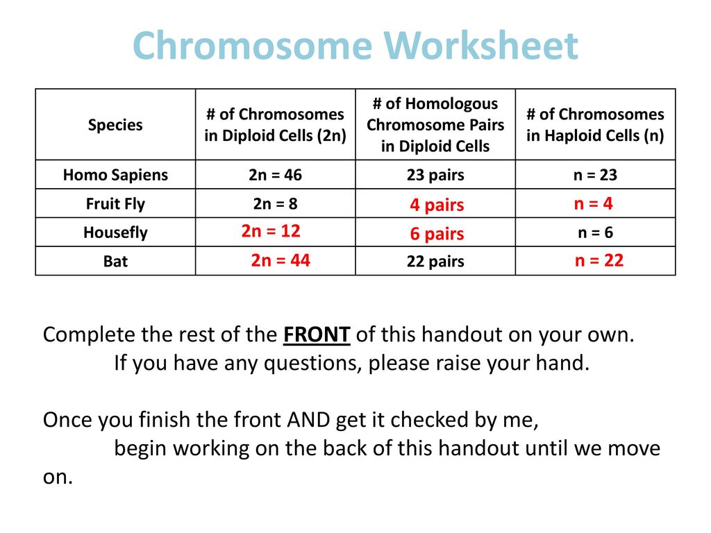 Why Is Mitosis Important Ppt Download